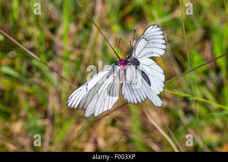 Blanc veiné noir (Aporia crataegi), deux à pâte noire whiteia sur un flowerbud, Allemagne Banque D'Images