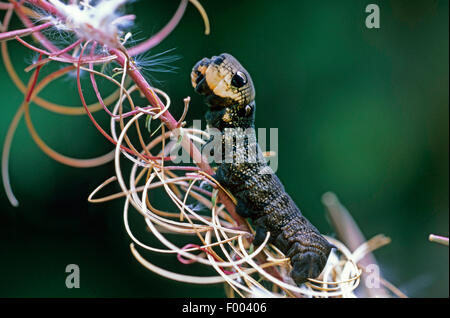 (Deilephila elpenor sphynx éléphant), Caterpillar sur willowherb, Allemagne Banque D'Images