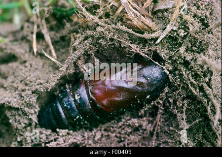 (Deilephila elpenor sphynx éléphant), pupe, Allemagne Banque D'Images