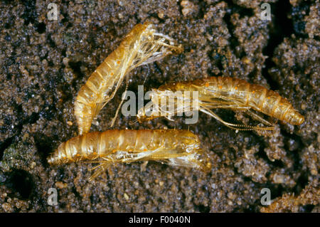 Mineuse des feuilles de lilas Gracillaria syringella (), pupes, exuvies, Allemagne Banque D'Images