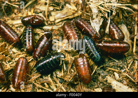 Mouche domestique (Musca domestica), pupes et des exuvies, Allemagne Banque D'Images