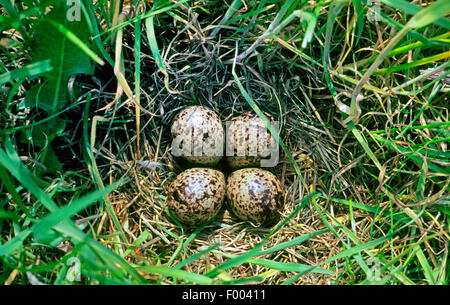 Chevalier gambette (Tringa totanus), nid avec quatre œufs dans l'herbe, Allemagne Banque D'Images