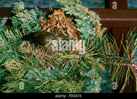 Troglodyte mignon (Troglodytes troglodytes), les oiseaux nichent dans couronne de porte, Allemagne Banque D'Images