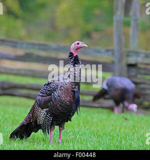 La Turquie commun (Meleagris gallopavo), l'homme est dans un pré, le Canada, l'Ontario, le Parc National de la Pointe Pelée Banque D'Images