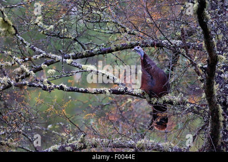 La Turquie commun (Meleagris gallopavo), femme est assis dans un arbre, le Canada, l'Ontario, le parc provincial Algonquin Banque D'Images