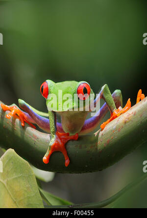 Red-eyed treefrog treefrog, redeyed, redeye rainette versicolore rainette, yeux rouges, aux yeux rouges (agalychnis callidryas) grenouille, sur une branche Banque D'Images