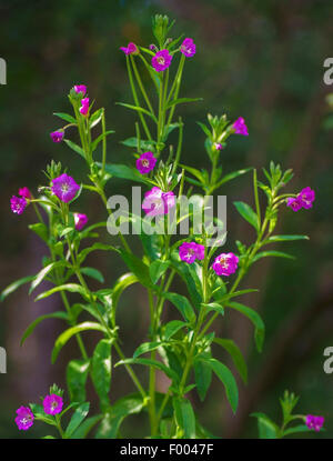 Fiddle-herbe, grand willow-herb (Epilobium hirsutum), blooming, Allemagne, Bavière, Murnauer Moos Banque D'Images