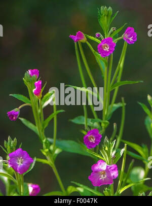 Fiddle-herbe, grand willow-herb (Epilobium hirsutum), blooming, Allemagne, Bavière, Murnauer Moos Banque D'Images