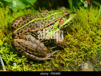 Grenouille comestible européen commun, edible frog (Rana kl. esculenta, Rana esculenta, Pelophylax esculentus), est assis sur la mousse, Allemagne Banque D'Images