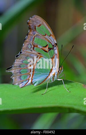 (Siproeta stelenes malachite), sur une feuille Banque D'Images