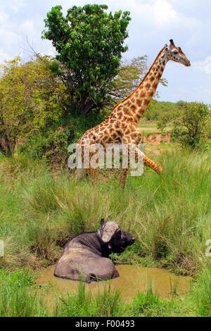 Les Masais Girafe (Giraffa camelopardalis tippelskirchi), buffalo dans un étang avec une girafe Masaï en arrière-plan, l'Afrique Banque D'Images