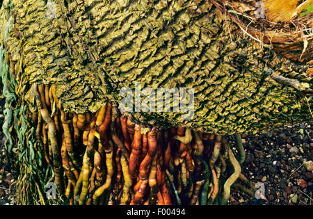 Fan palm (Pritchardia affinis), des racines aériennes Banque D'Images