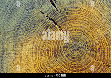 Le chêne commun, le chêne pédonculé, chêne pédonculé (Quercus robur), le tronc, la section Banque D'Images