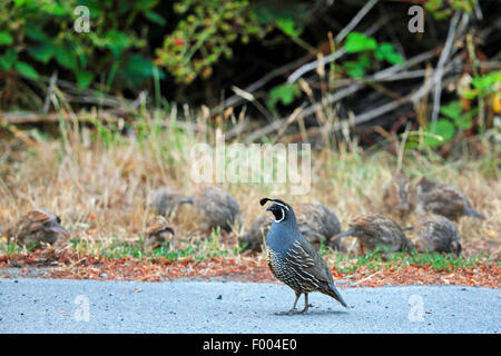 Colin de Californie (Callipepla californica, Lophortyx californica), homme gardant les poussins d'alimentation au bord de la route, le Canada, l'île de Vancouver, Victoria Banque D'Images