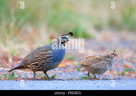 Colin de Californie (Callipepla californica, Lophortyx californica), homme avec chick rechercher la nourriture sur la route, le Canada, l'île de Vancouver, Victoria Banque D'Images