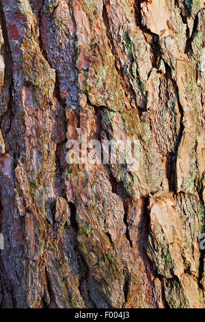 Le pin noir d'Europe, mélèze, Pin noir, pin laricio (Pinus nigra), l'écorce, Allemagne, Rhénanie du Nord-Westphalie Banque D'Images