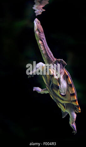 Tortue serpent commun, commun snakeneck, tortue à long cou (Chelodina longicollis), plongée jusqu' Banque D'Images