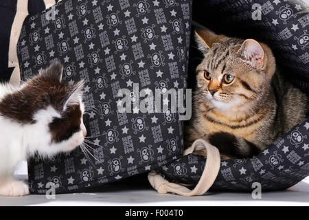 British Shorthair (Felis silvestris catus) f., deux petits chatons à la recherche à l'autre Banque D'Images