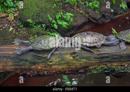 Curseur, slider, commune étang slider, yellow-bellied (tortues Trachemys scripta scripta, Pseudemys scripta scripta, Chrysemys scripta scripta), avec scurrile posture tout en bronzant sur le bois mort Banque D'Images