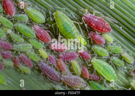 Damson-hop hop, Pucerons (puceron Hyalopterus pruni), colonie sur une feuille de roseau, en Allemagne, en Bavière, Isental Banque D'Images