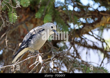 Le casse-noix (Nucifraga columbiana), assis sur une branche, le Canada, l'Alberta, parc national de Banff Banque D'Images