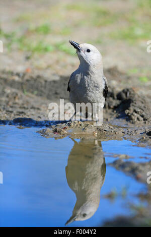 Le casse-noix (Nucifraga columbiana), assis à un point d'eau et d'alcool, image miroir, le Canada, l'Alberta, parc national de Banff Banque D'Images