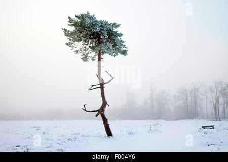 Pin sylvestre, le pin sylvestre (Pinus sylvestris), dans le brouillard sur la montagne Kahler Asten en hiver, l'Allemagne, en Rhénanie du Nord-Westphalie, Rhénanie-Palatinat, Winterberg Banque D'Images
