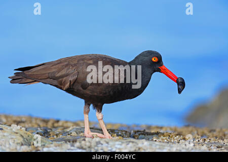 Huîtrier d'Amérique (Haematopus bachmani), debout avec une moule dans le projet de loi sur un rocher, le Canada, l'île de Vancouver, Victoria Banque D'Images