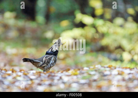 La gélinotte huppée (Bonasa umbellus), homme est debout sur le sol, le Canada, l'Ontario, le parc provincial Algonquin Banque D'Images