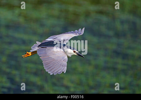 Bihoreau gris (Nycticorax nycticorax), voler, la Grèce, le lac Kerkini Banque D'Images