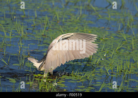 Bihoreau gris (Nycticorax nycticorax), la pêche en eau peu profonde, la Grèce, le lac Kerkini Banque D'Images