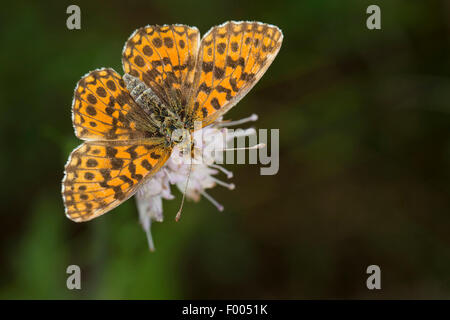 Violet fritillary, Weaver's fritillary (Boloria dia, Clossiana dia), sur une fleur, Allemagne Banque D'Images