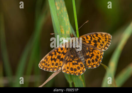 Violet fritillary, Weaver's fritillary (Boloria dia, Clossiana dia), à un brin d'herbe, Allemagne Banque D'Images