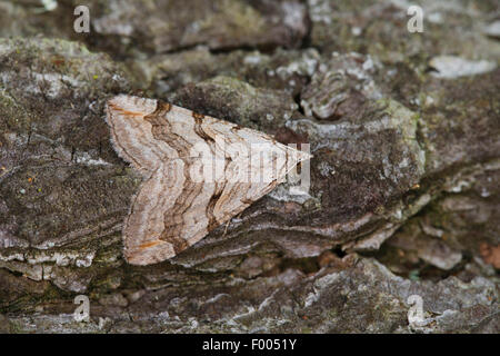 Treble-bar, Millepertuis Inchworm (Aplocera spec., Anaitis spec.), bien camouflée sur l'écorce, Allemagne Banque D'Images