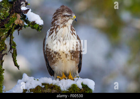 Eurasian buzzard (Buteo buteo), assis sur un belvédère couvert de neige, Suisse, Sankt Gallen Banque D'Images