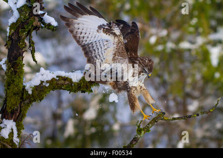 Eurasian buzzard (Buteo buteo), atterrissage sur une branche moussue, Suisse, Sankt Gallen Banque D'Images