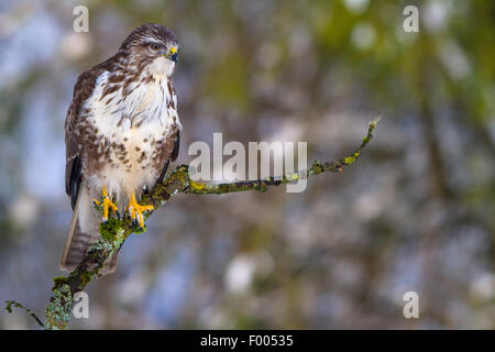 Eurasian buzzard (Buteo buteo), assis sur une petite branche moussue , suisse Sankt Gallen Banque D'Images