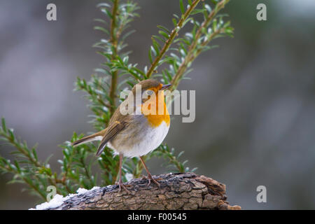 European robin (Erithacus rubecula aux abords), assis sur une vieille branche, Suisse, Sankt Gallen Banque D'Images