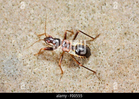 Samsel Ant (Himacerus mirmicoides bug, Aptus mirmicoides), nymphe sur une pierre, Allemagne Banque D'Images