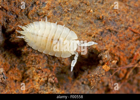 Ant un cloporte (Platyarthrus hoffmannseggii), sur le terrain, Allemagne Banque D'Images