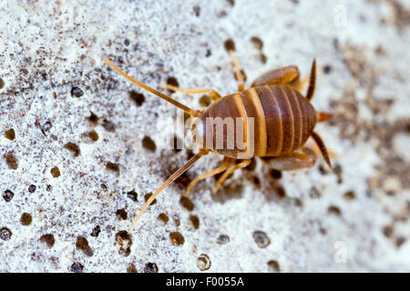 Ant-affectueux, cricket cricket cricket myrmécophiles, Ant, Ant's nest-Myrmecophilus acervorum (cricket), sur une pierre, Allemagne Banque D'Images