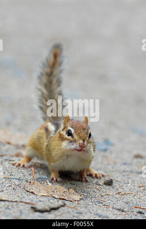 L'Est de l'American le tamia rayé (Tamias striatus), debout sur le terrain, le Canada, l'Ontario, le parc provincial Algonquin Banque D'Images