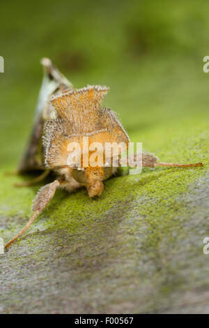 Diachrysia chrysitis (laiton Bruni, Plusia chrysitis Phytometra chrysitis,), sur l'écorce verte, Allemagne Banque D'Images