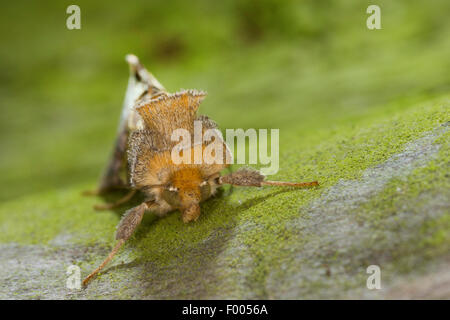 Diachrysia chrysitis (laiton Bruni, Plusia chrysitis Phytometra chrysitis,), sur l'écorce verte, Allemagne Banque D'Images