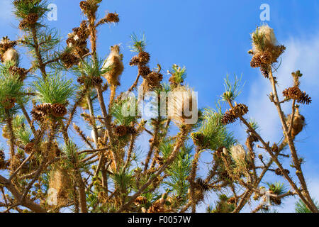 Processionnaire du pin, pin (Thaumetopoea pityocampa, Traumatocampa pityocampa), des chenilles sur les Pins, France Banque D'Images