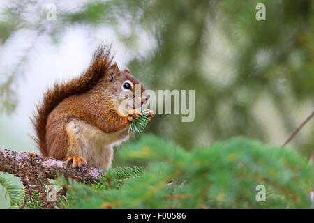 L'Est de l'écureuil roux, l'écureuil roux (Tamiasciurus hudsonicus), mange les aiguilles du sapin de Douglas, le Canada, l'Alberta, parc national de Banff Banque D'Images