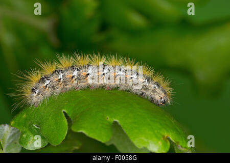 Rhyparia purpurata groseille (Tigre), Caterpillar sur une feuille, Allemagne Banque D'Images