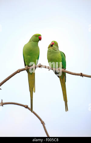 Héron pourpré (Psittacula krameri), couple sur une brindille, Allemagne Banque D'Images