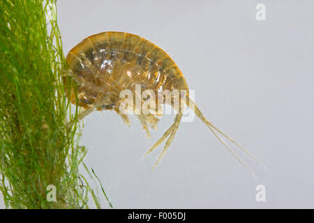 La crevette d'eau douce (Rivulogammarus pulex, Gammarus pulex), à une usine de traitement de l'eau, de l'Allemagne Banque D'Images