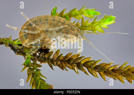 La crevette d'eau douce (Rivulogammarus pulex, Gammarus pulex), à une usine de traitement de l'eau, de l'Allemagne Banque D'Images